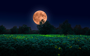 申請進(jìn)出口許可證的流程介紹